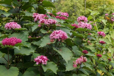 Losbaum Clerodendrum bungei strauch Clerodendrum bungei Strauch