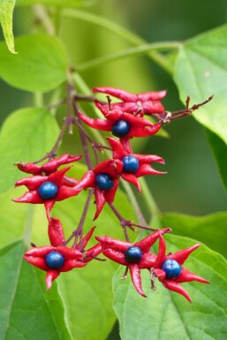 Losbaum Clerodendrum trichotomum 'Fargesii' strauch Clerodendrum trichotomum 'Fargesii' Strauch