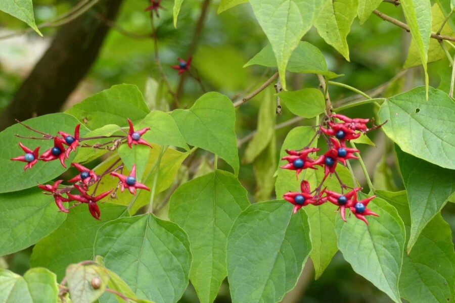Losbaum Clerodendrum trichotomum 'Fargesii' strauch Clerodendrum trichotomum 'Fargesii' Strauch