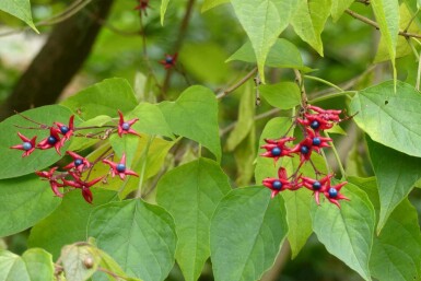 Losbaum Clerodendrum trichotomum 'Fargesii' strauch Clerodendrum trichotomum 'Fargesii' Strauch