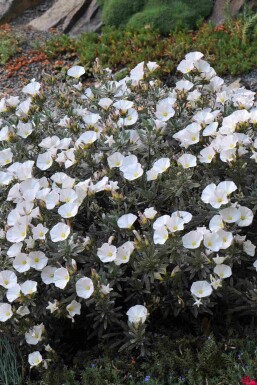 Silberwinde Convolvulus cneorum strauch Convolvulus cneorum Strauch