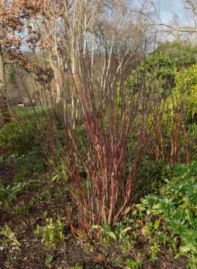 Weißer hartriegel Cornus alba 'Kesselringii' strauch Cornus alba 'Kesselringii'