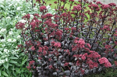 Großes Fettblatt Sedum 'Purple Emperor' 5-10 Topf 9x9 cm (P9)