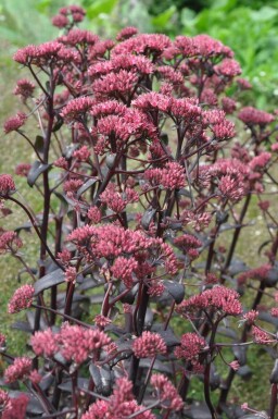 Großes Fettblatt Sedum 'Purple Emperor' 5-10 Topf 9x9 cm (P9)