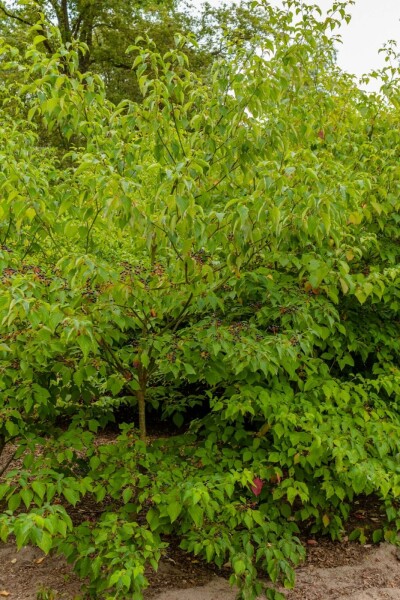 Pagoden-Hartriegel Cornus controversa 'Pagoda' strauch Cornus controversa 'Pagoda' Strauch