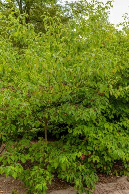 Pagoden-Hartriegel Cornus controversa 'Pagoda' strauch Cornus controversa 'Pagoda' Strauch