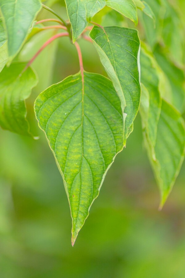Pagoden-Hartriegel Cornus controversa 'Pagoda' strauch Cornus controversa 'Pagoda' Strauch