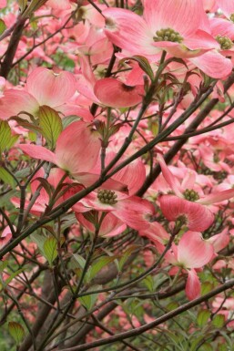 Amerikanischer hartriegel Cornus florida 'Cherokee Chief' strauch Cornus florida 'Cherokee Chief'