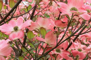 Amerikanischer hartriegel Cornus florida 'Cherokee Chief' strauch Cornus florida 'Cherokee Chief'