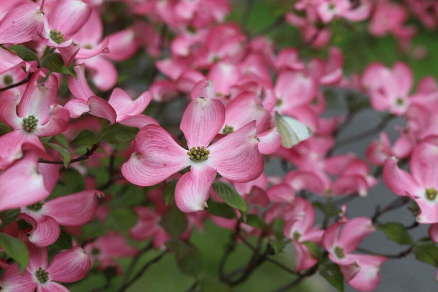 Amerikanischer blumenhartriegel Cornus florida 'Rubra' strauch Cornus florida 'Rubra' Strauch