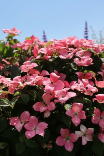 Japanischer hartriegel Cornus kousa 'Satomi Compact' strauch Cornus kousa 'Satomi Compact' Strauch
