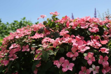 Cornus kousa 'Satomi Compact' Strauch