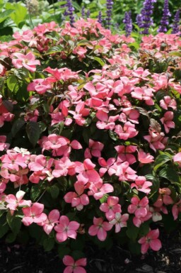 Cornus kousa 'Satomi Compact' Strauch