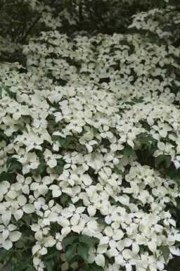 Chinesischer Blumen-Hartriegel Cornus kousa 'Weisse Fontaine' strauch Cornus kousa 'Weisse Fontaine' Strauch