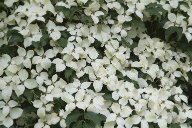Chinesischer Blumen-Hartriegel Cornus kousa 'Weisse Fontaine' strauch Cornus kousa 'Weisse Fontaine' Strauch