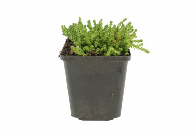 Scharfer Mauerpfeffer Sedum acre 5-10 Topf 9x9 cm (P9)