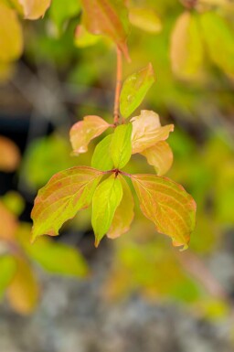 Roter hartriegel Cornus sanguinea 'Winter Beauty' strauch Cornus sanguinea 'Winter Beauty' Strauch