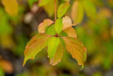 Roter hartriegel Cornus sanguinea 'Winter Beauty' strauch Cornus sanguinea 'Winter Beauty' Strauch