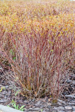 Roter hartriegel Cornus sericea 'Kelseyi' strauch Cornus sericea 'Kelseyi' Strauch