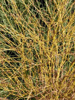 Gelber hartriegel Cornus stolonifera 'Flaviramea' strauch Cornus stolonifera 'Flaviramea' Strauch