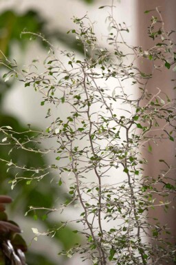 Zickzackstrauch Corokia cotoneaster strauch Corokia cotoneaster Strauch