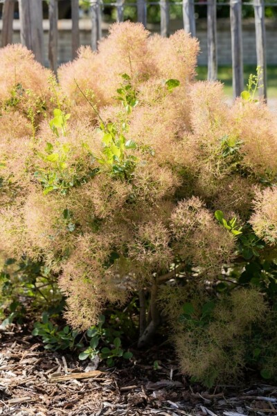 Rauchstrauch Cotinus coggygria strauch Cotinus coggygria Strauch