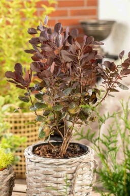 PerĂŒckenstrauch Cotinus coggygria 'Lilla' strauch Cotinus coggygria 'Lilla' Strauch