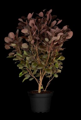 PerĂŒckenstrauch Cotinus coggygria 'Lilla' strauch Cotinus coggygria 'Lilla' Strauch