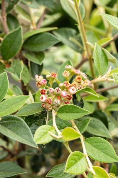 Zwergmispel Cotoneaster franchetii strauch 40-60 C2 Cotoneaster franchetii Strauch 40-60 cm