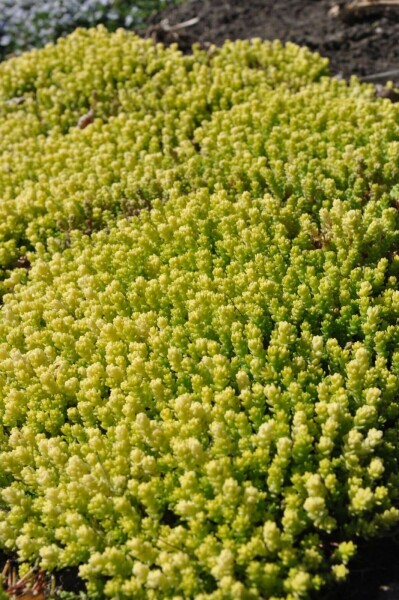 Mauerpfeffer Sedum acre 'Yellow Queen' 5-10 Topf 9x9 cm (P9) Sedum acre 'Yellow Queen'