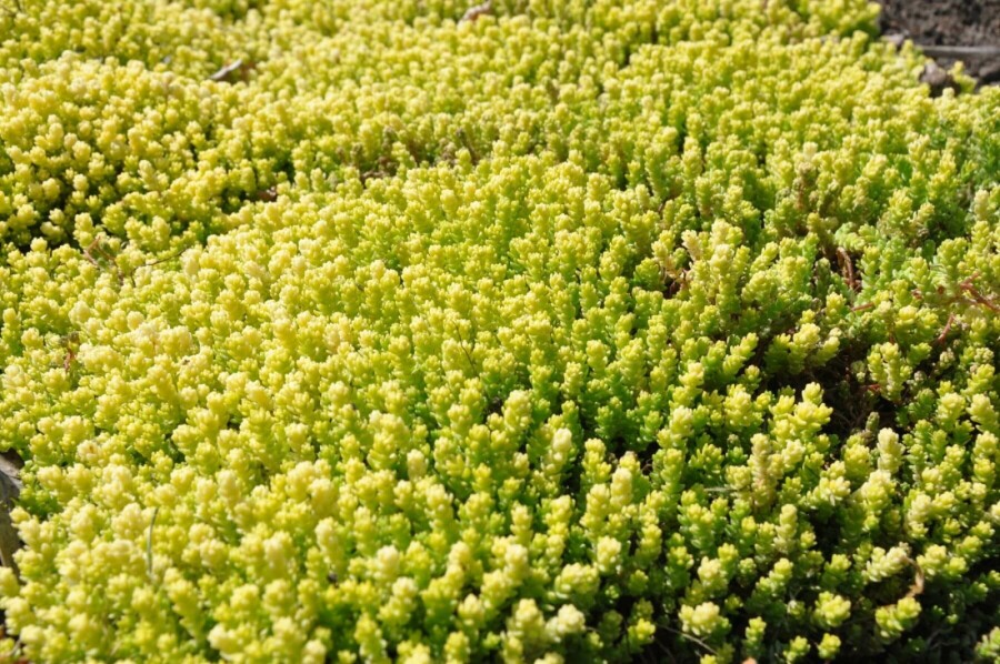 Mauerpfeffer Sedum acre 'Yellow Queen' 5-10 Topf 9x9 cm (P9) Sedum acre 'Yellow Queen'
