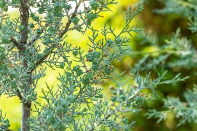 Blaue zypresse Cupressus arizonica 'Fastigiata' strauch Cupressus arizonica 'Fastigiata'