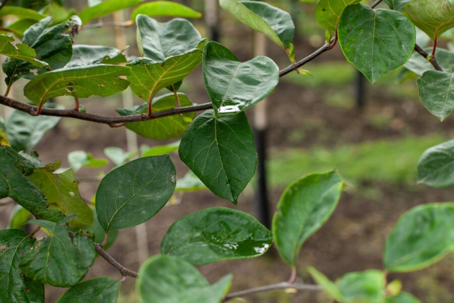 Quitte Cydonia oblonga 'Vranja' strauch Cydonia oblonga 'Vranja' Strauch