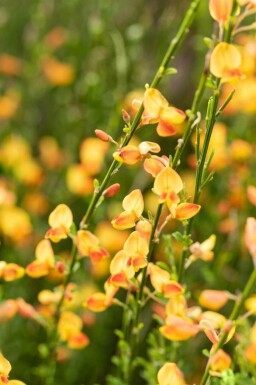 Ginster Cytisus 'Apricot Gem' strauch Cytisus 'Apricot Gem' Strauch