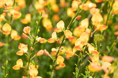 Ginster Cytisus 'Apricot Gem' strauch Cytisus 'Apricot Gem' Strauch