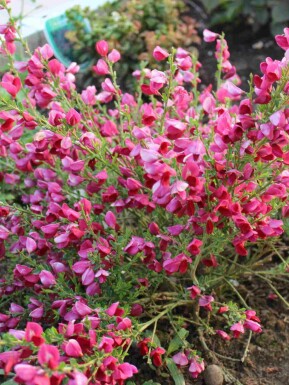 Besenginster Cytisus 'Boskoop Ruby' strauch Cytisus 'Boskoop Ruby' Strauch