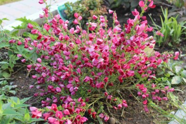 Besenginster Cytisus 'Boskoop Ruby' strauch Cytisus 'Boskoop Ruby' Strauch