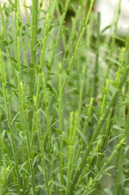 Ginster Cytisus 'Lena' strauch Cytisus 'Lena' Strauch
