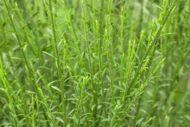 Ginster Cytisus 'Lena' strauch Cytisus 'Lena' Strauch