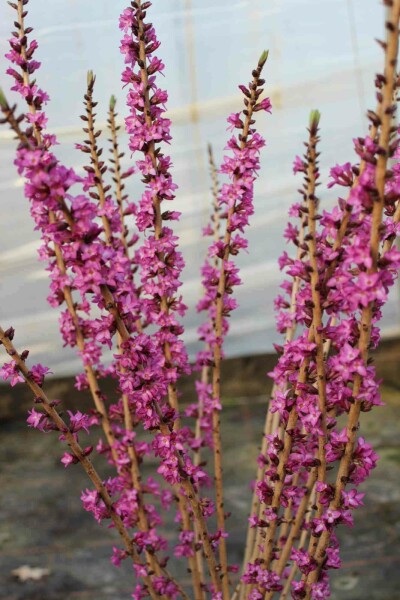Seidelbast Daphne mezereum 'Rubra' strauch Daphne mezereum 'Rubra' Strauch