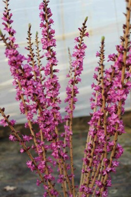 Seidelbast Daphne mezereum 'Rubra' strauch Daphne mezereum 'Rubra' Strauch