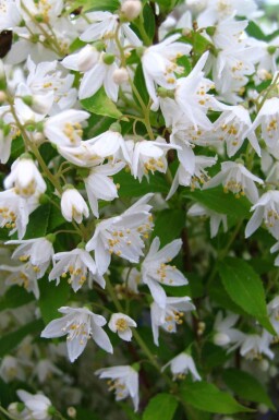 Deutzie Deutzia gracilis strauch Deutzia gracilis Strauch