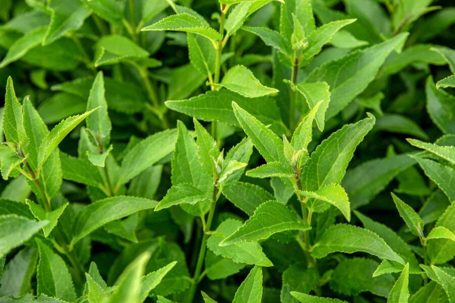 Deutzie Deutzia gracilis strauch 30-40 C1,7 Deutzia gracilis Strauch 30-40 cm