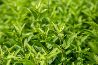 Deutzie Deutzia gracilis strauch 30-40 C1,7 Deutzia gracilis Strauch 30-40 cm