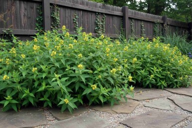 Diervilla sessilifolia 'Butterfly' Strauch