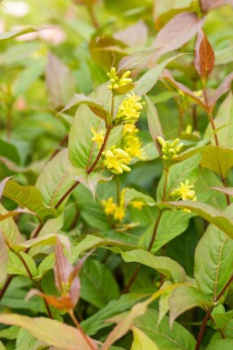 Amerikanische Weigelie Diervilla splendens strauch Diervilla splendens Strauch