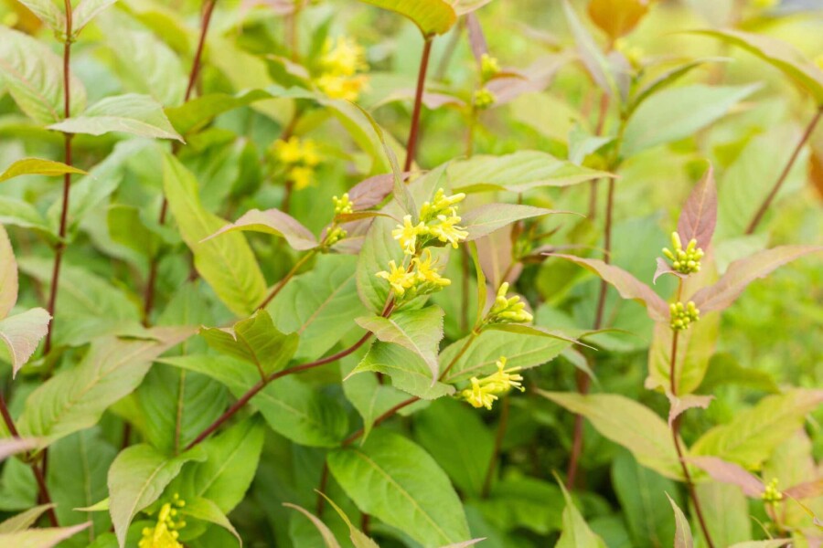 Amerikanische Weigelie Diervilla splendens strauch Diervilla splendens Strauch