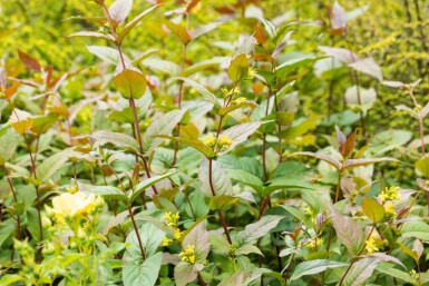 Amerikanische Weigelie Diervilla splendens strauch Diervilla splendens Strauch