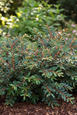 Traubiger Zweigriffel Distylium 'Blue Cascade' strauch Distylium 'Blue Cascade' Strauch