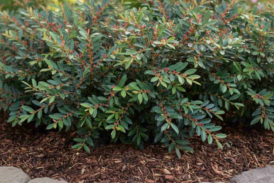 Traubiger Zweigriffel Distylium 'Blue Cascade' strauch Distylium 'Blue Cascade' Strauch